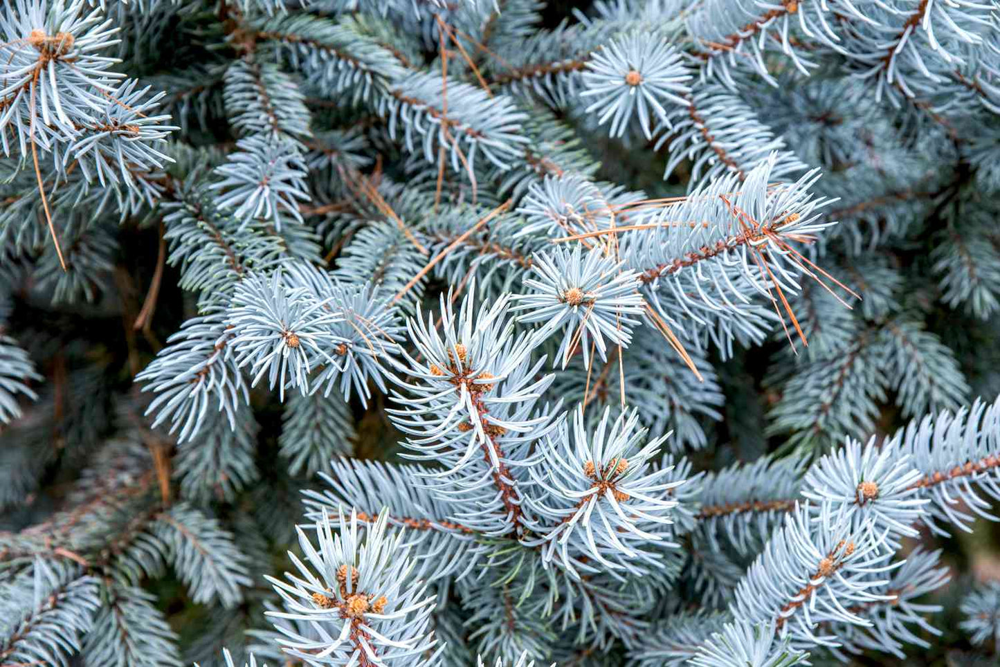 Colorado Blue Spruce (Picea pungens var. glauca NM Carson)