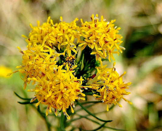 Goldilocks Goldilocks Aster (Aster linosyris)