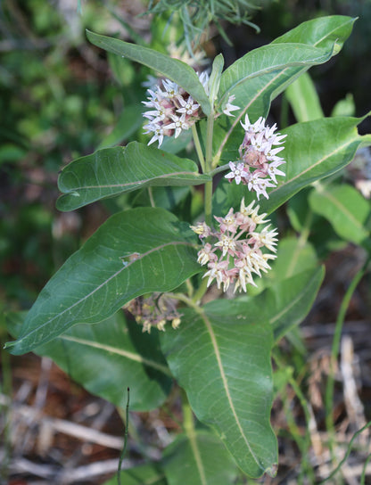 Showy Milkweed (Asclepias speciosa)