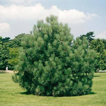 Coulter's Pine (Pinus coulteri)