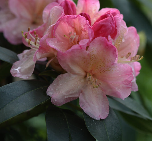 Yakushima Rhododendron (Rhododendron yakushimanum)
