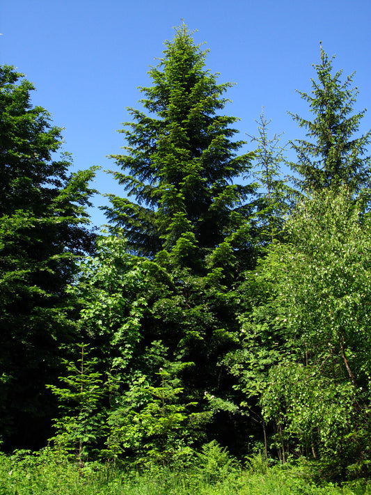 Common European Silver Fir (Abies alba)
