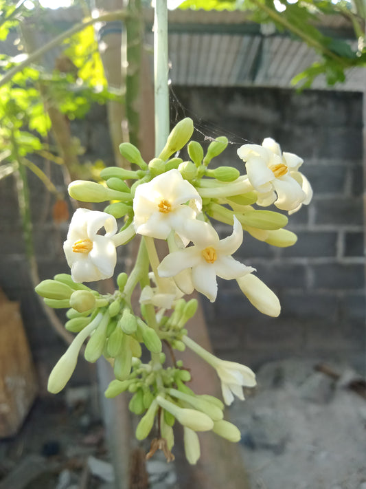 Papaya (Carica papaya)