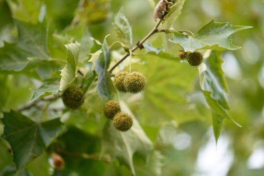 American Plane Sycamore (Platanus occidentalis clean seed)