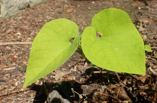 Chinese Aristolochia (Aristolochia manshuriensis)