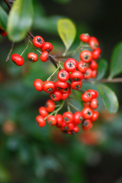 Chinese Firethorn (Pyracantha fortuneana)