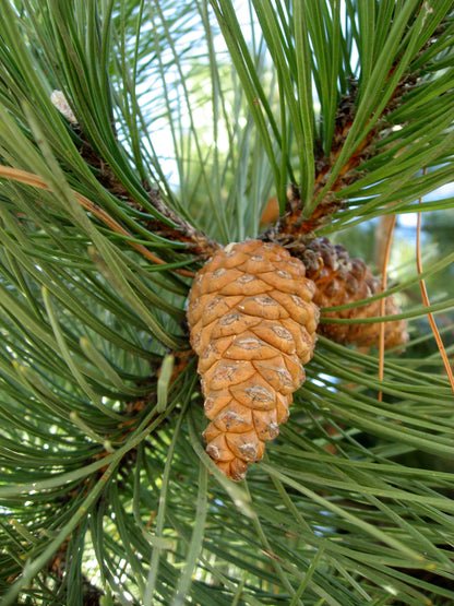 Turkish Black Pine (Pinus nigra ssp. nigra var. caramanica Turkey)