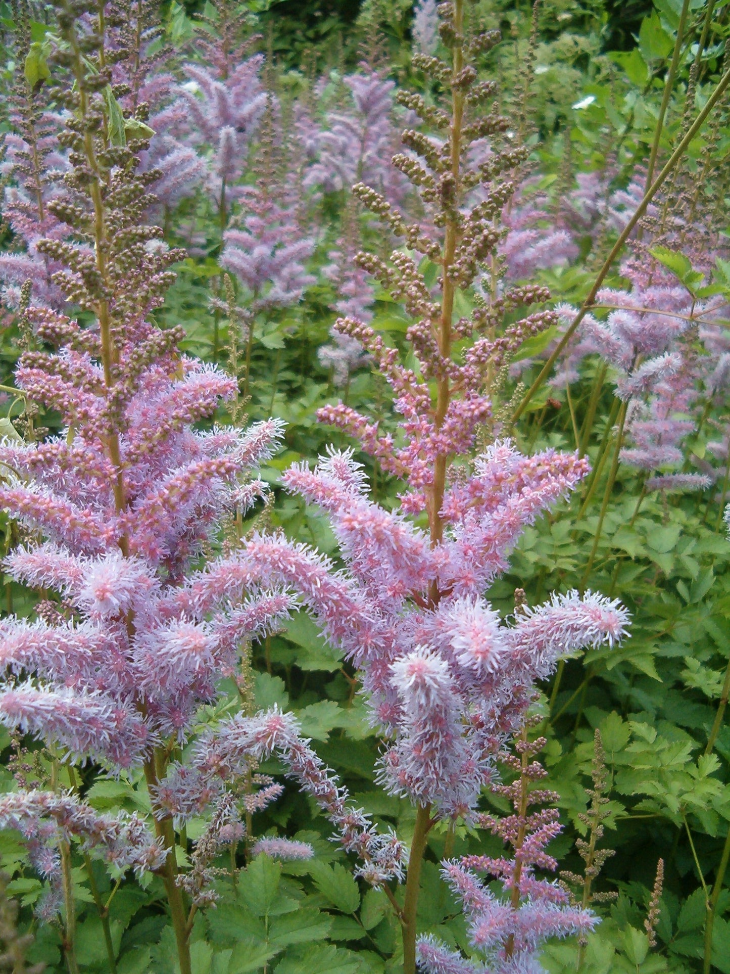 Chinese Astilbe (Astilbe chinensis)