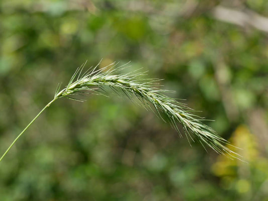 River Bank Rye Grass Riverbank Wild Wildrye (Elymus riparius)