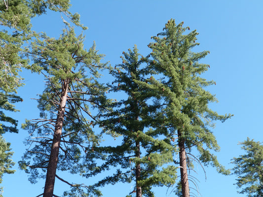 Sugar Pine (Pinus lambertiana)