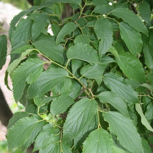 European Hackberry (Celtis australis)
