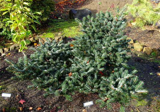 George Fir (Abies forrestii var. georgei)