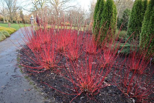 Tatarian Dogwood (Cornus alba var. Sibirica)