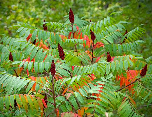 Staghorn Sumac (Rhus typhina)