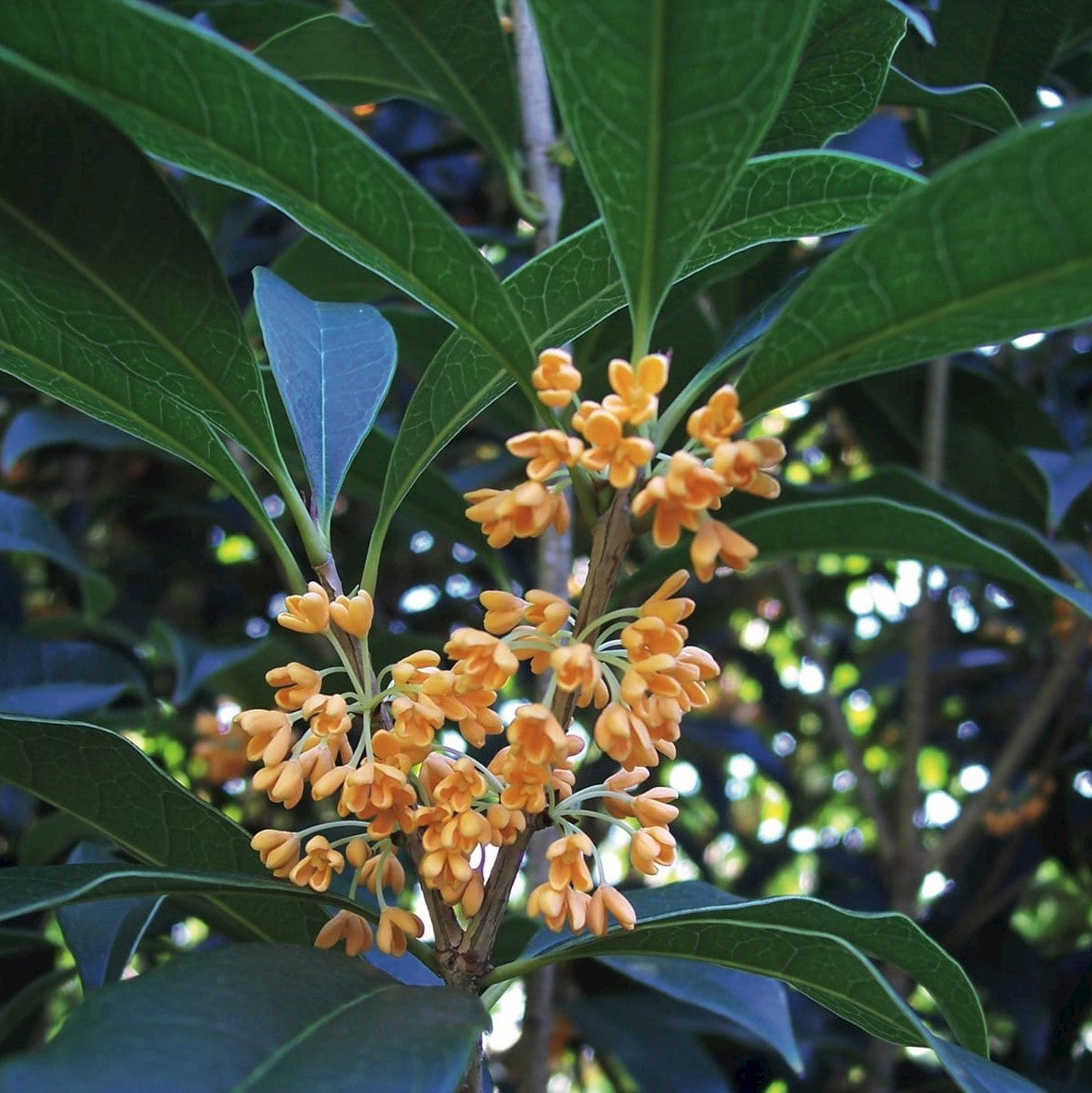 Fragrant Olive, Sweet Osmanthus (Osmanthus fragrans)