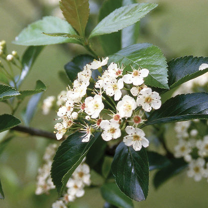 Thornless Hawthorn (Crataegus crus-galli var. Inermis)