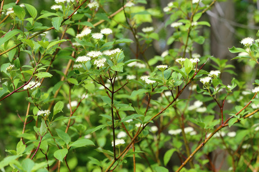 American Dogwood Red Osier Red-rood Red-twig Dogwood (Cornus sericea)