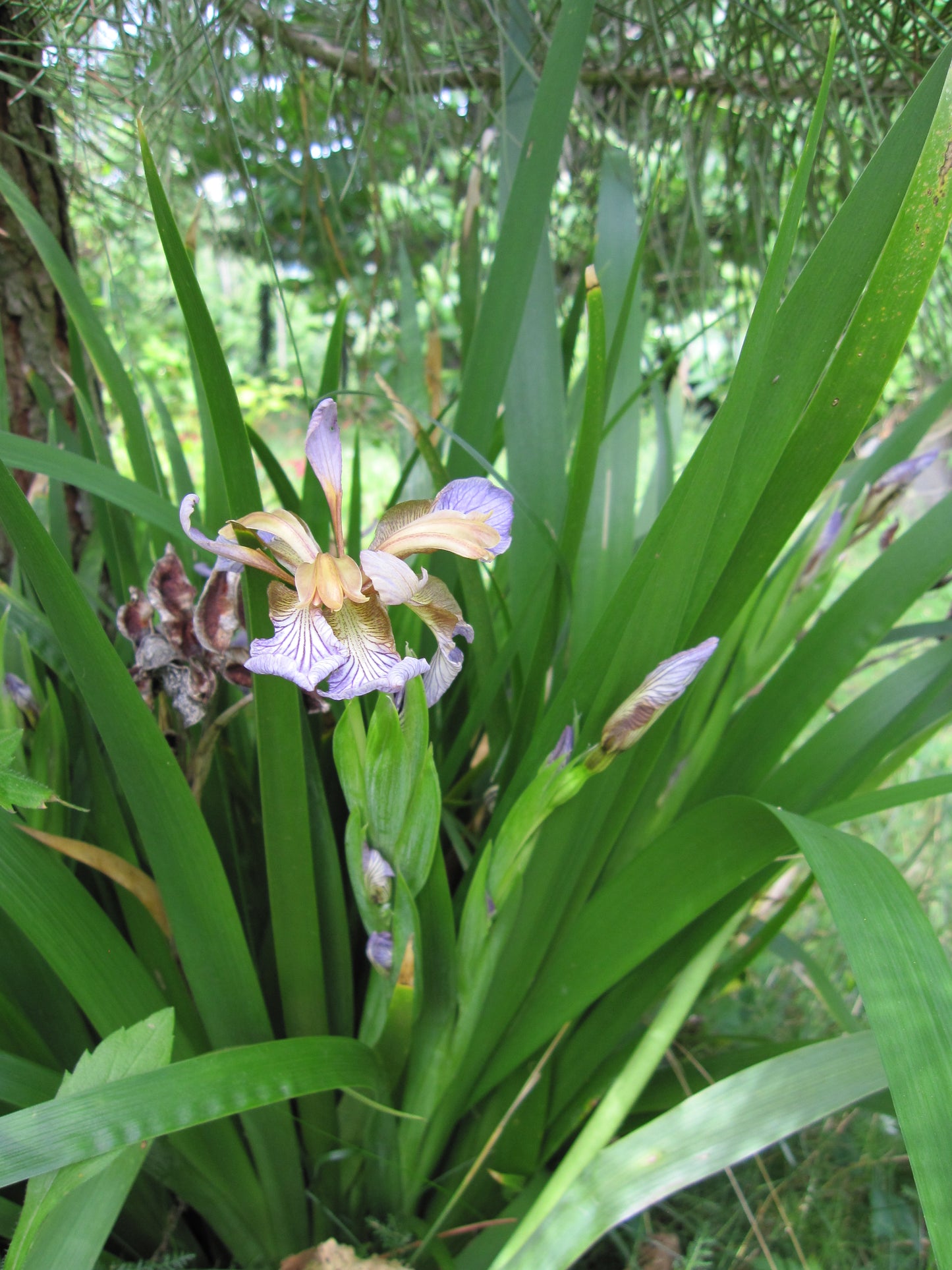 Gladdon Gladwin Iris Roast Beef Iris (Iris foetidissima)