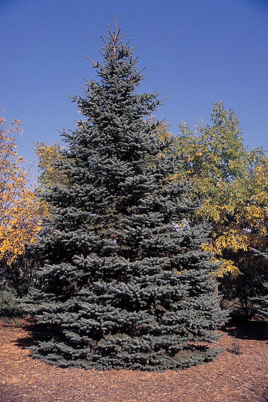 Colorado Blue Spruce (Picea pungens var. glauca NM Carson)