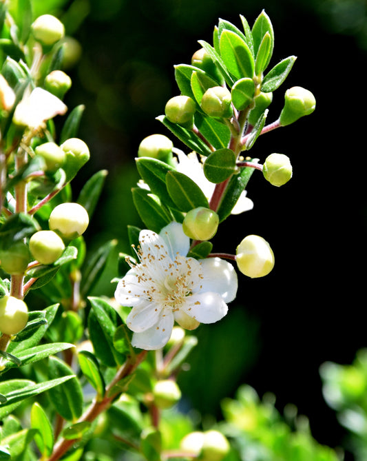 Common Myrtle (Myrtus communis)