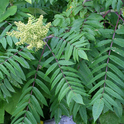 Smooth Sumac (Rhus glabra)