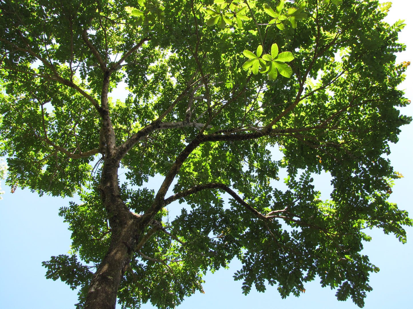 Cocobolo (Dalbergia retusa)