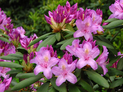 Catawba Rhododendron Catawba Rosebay (Rhododendron catawbiense)