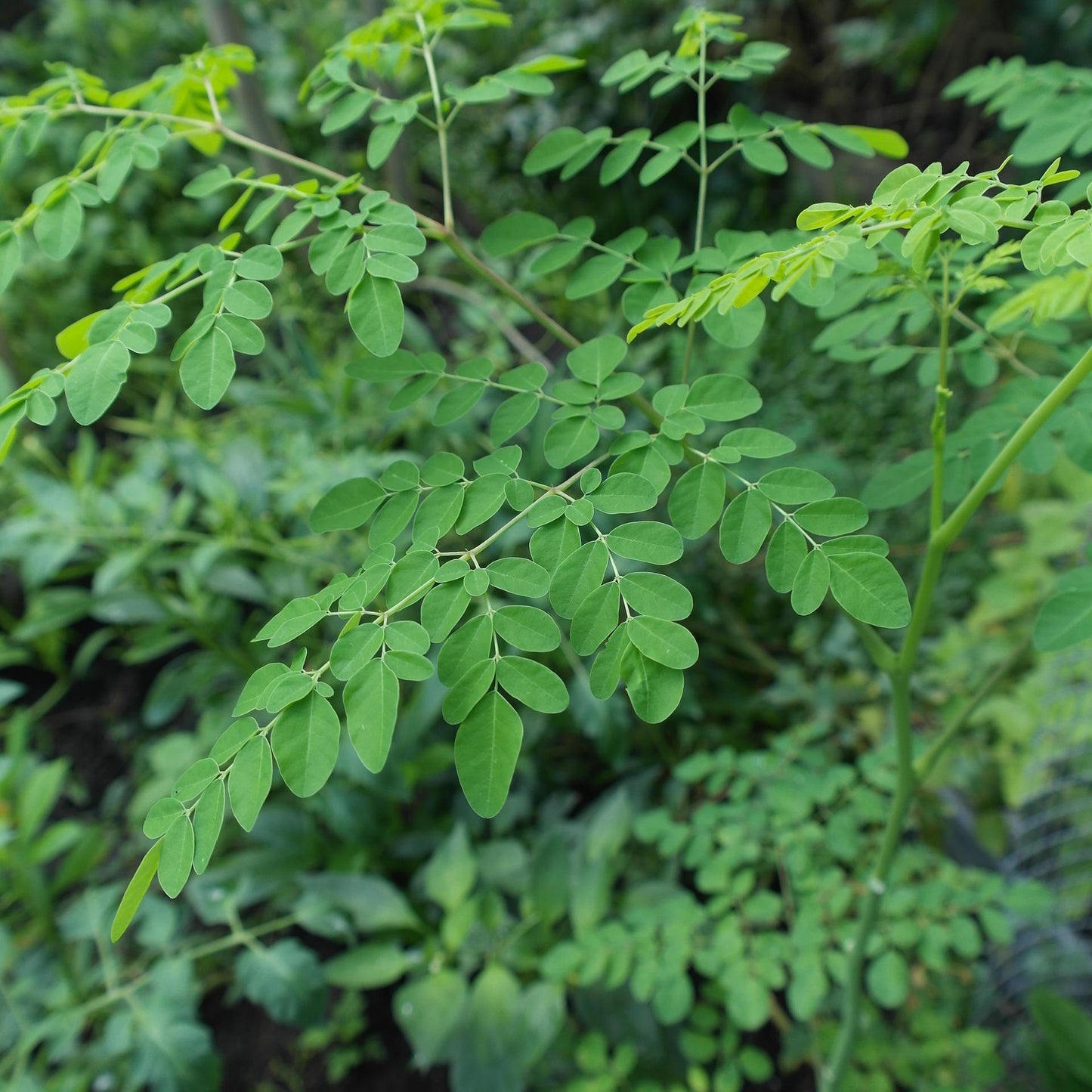 Ben Oil Benzoil Drumstick Horseradishtree (Moringa oleifera)