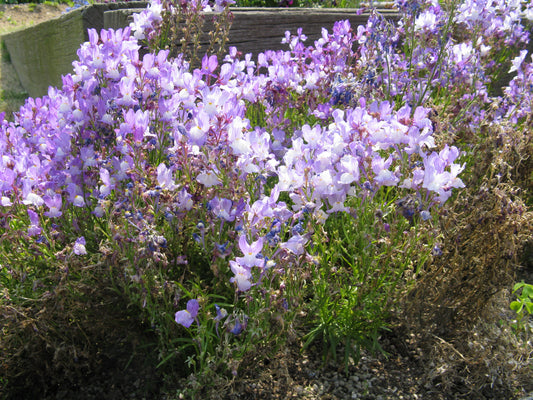 Moroccan Toadflax (Linaria maroccana 'Northern Lights')