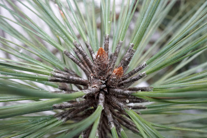 Cooper Pine (Pinus arizonica var. ornelasii)