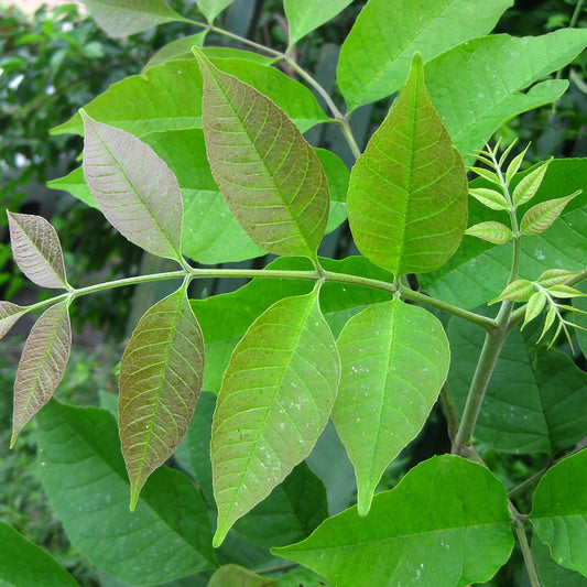 Blue Ash (Fraxinus quadrangulata)
