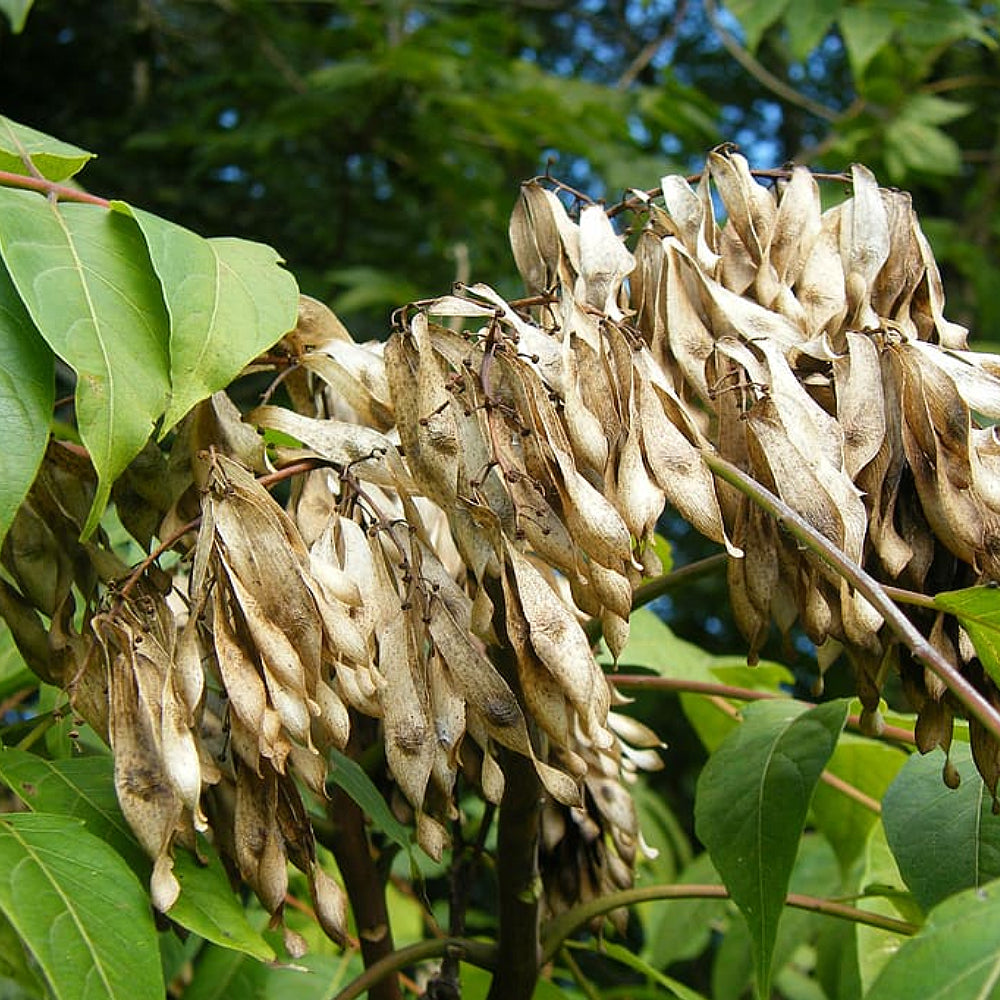 Tree Of Heaven (Ailanthus altissima winged)