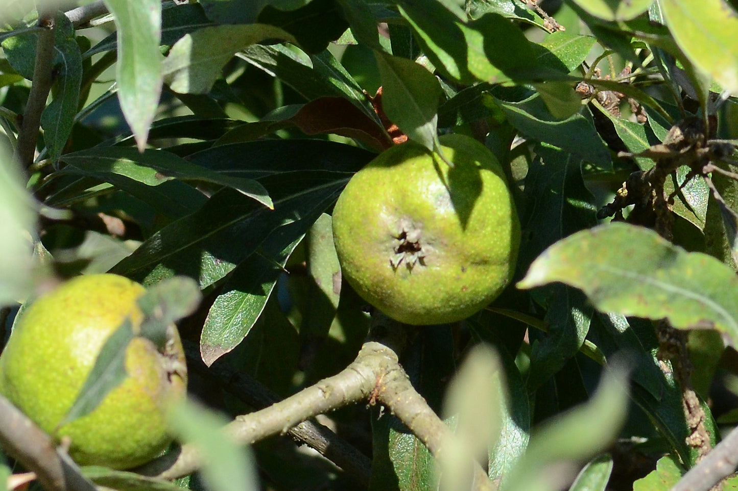 Willowleaf Pear (Pyrus salicifolia)