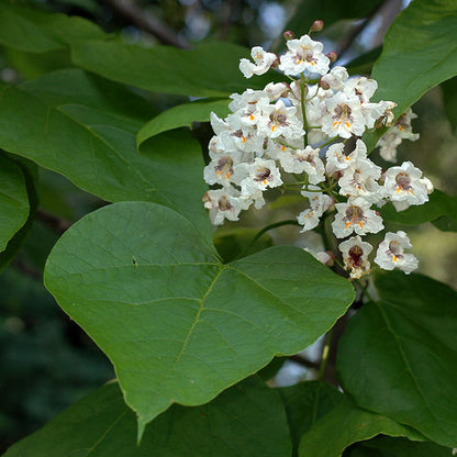 Southern Catalpa (Catalpa bignonioides)