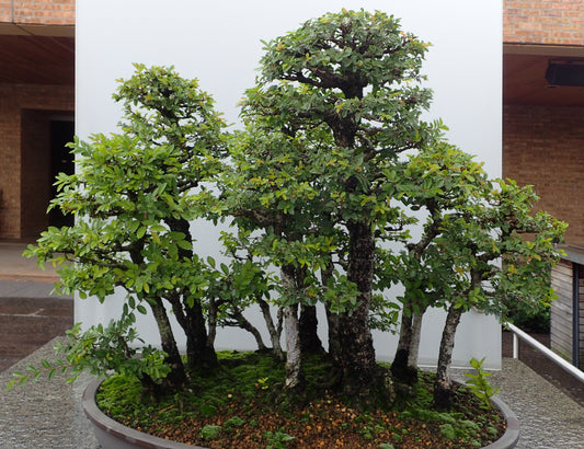 David Elm Elm (Ulmus davidiana)