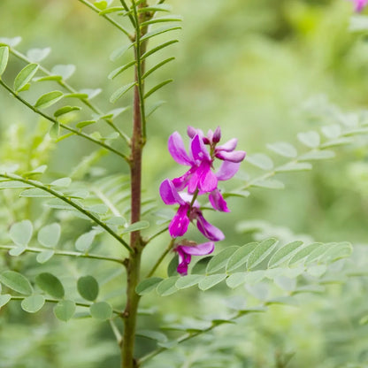 Indigo Bush (Indigofera pseudotinctoria)