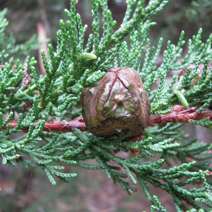 Monterey Cypress (Hesperocyparis macrocarpa)