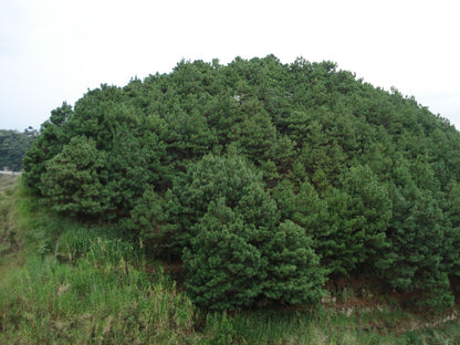 Thinleaf Pine (Pinus maximinoi)