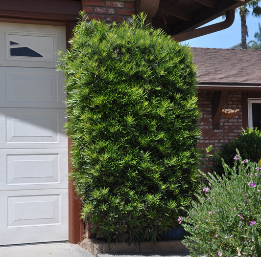 Southern Yew Plum Pine (Podocarpus macrophyllus)