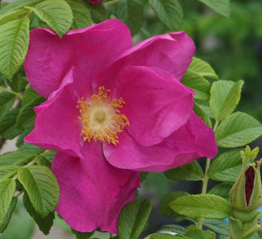 Red Rugosa Rose (Rosa rugosa 'Rubra')