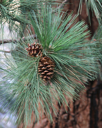 North Plateau Ponderosa Pine Western Yellow Pine (Pinus ponderosa ssp. Ponderosa)