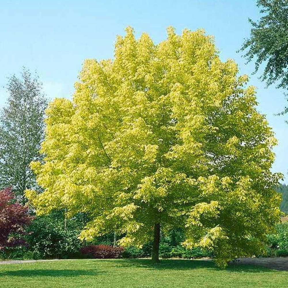 Ash-leaved Maple Ashleaf Box Elder Boxelder Manitoba (Acer negundo)