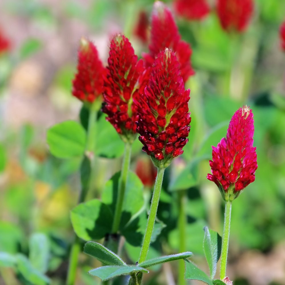 Crimson Italian Clover (Trifolium incarnatum)