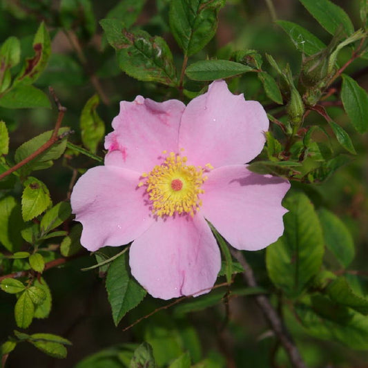 Swamp Rose (Rosa palustris)