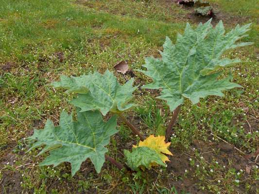 Chinese Rhubarb Turkish Rhubarb (Rheum palmatum)