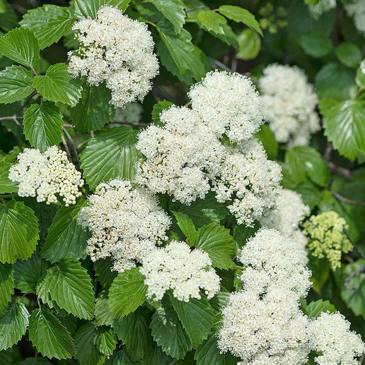 Southern Arrowwood (Viburnum dentatum)