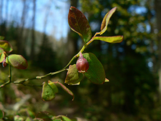 Red Huckleberry (Vaccinium parvifolium)