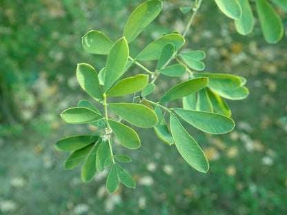 Common Salttree (Halimodendron halodendron)