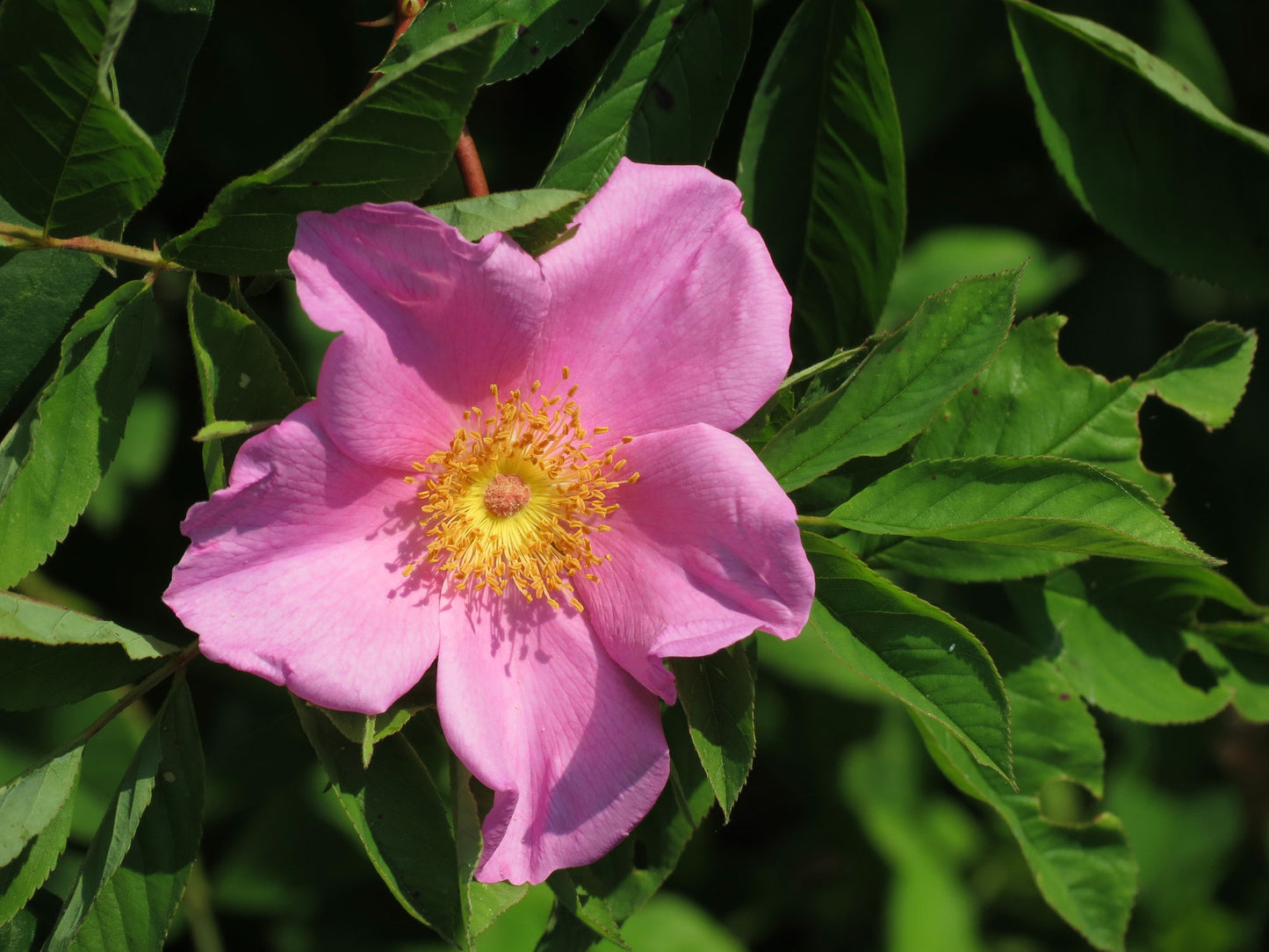 Cluster Swamp Rose (Rosa pisocarpa)