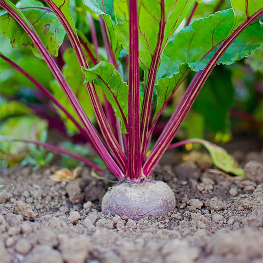 Early Wonder Beet (Beta vulgaris Early Wonder)